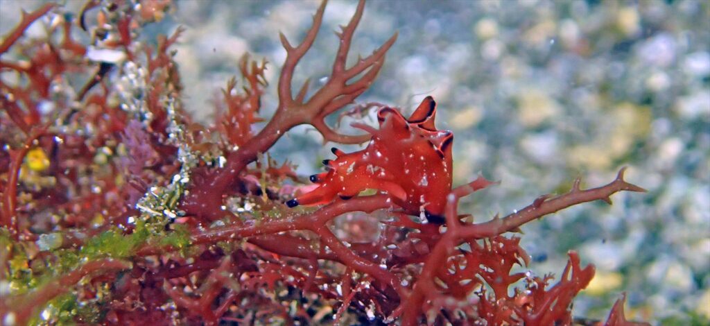 クロヘリアメフラシ