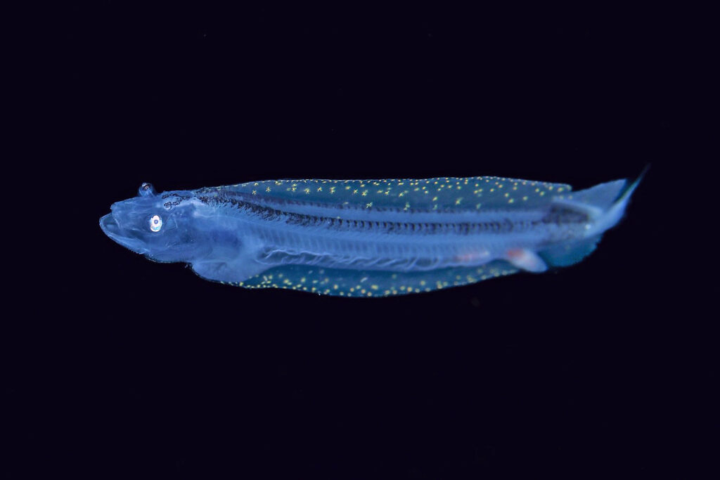 ホテイエソ幼魚