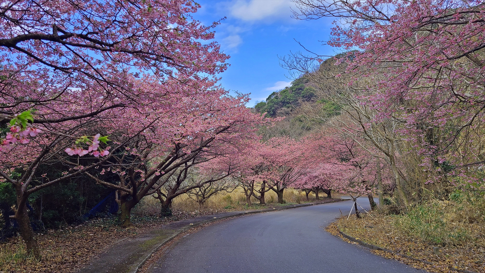 井田河津桜