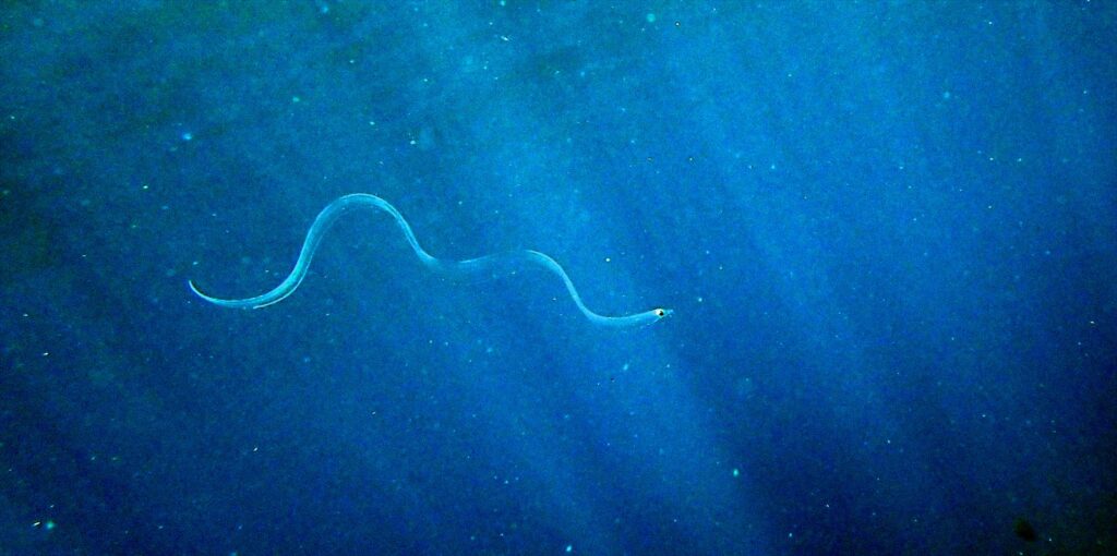 レプトケファルス