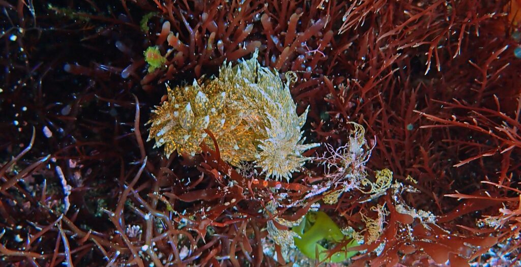 コヤナゴウミウシ