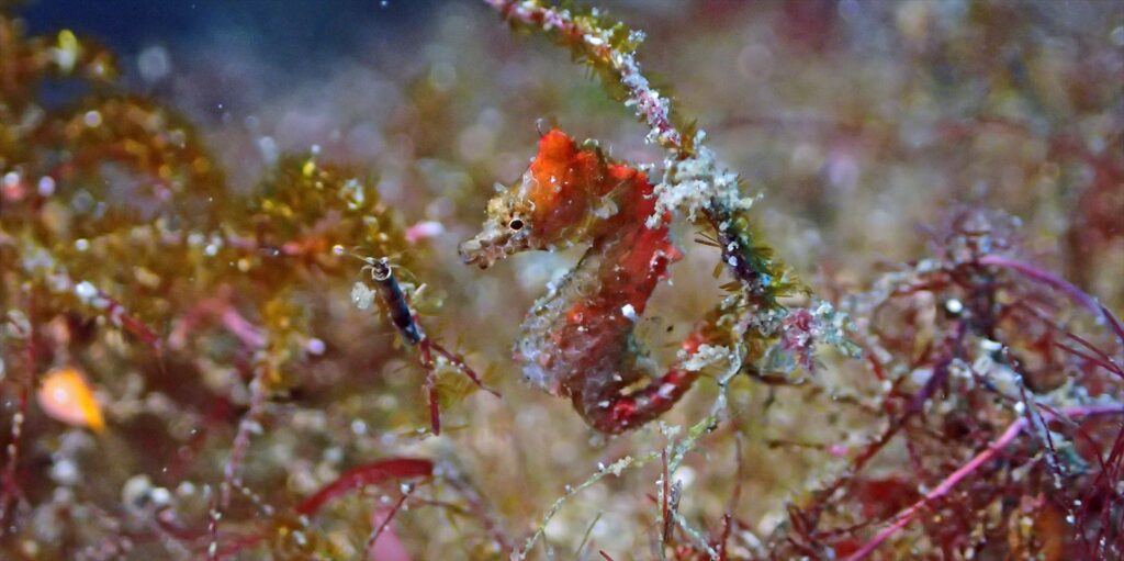 ハチジョウタツ