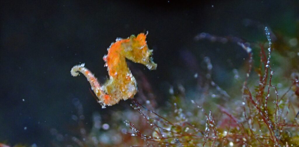 ハチジョウタツ