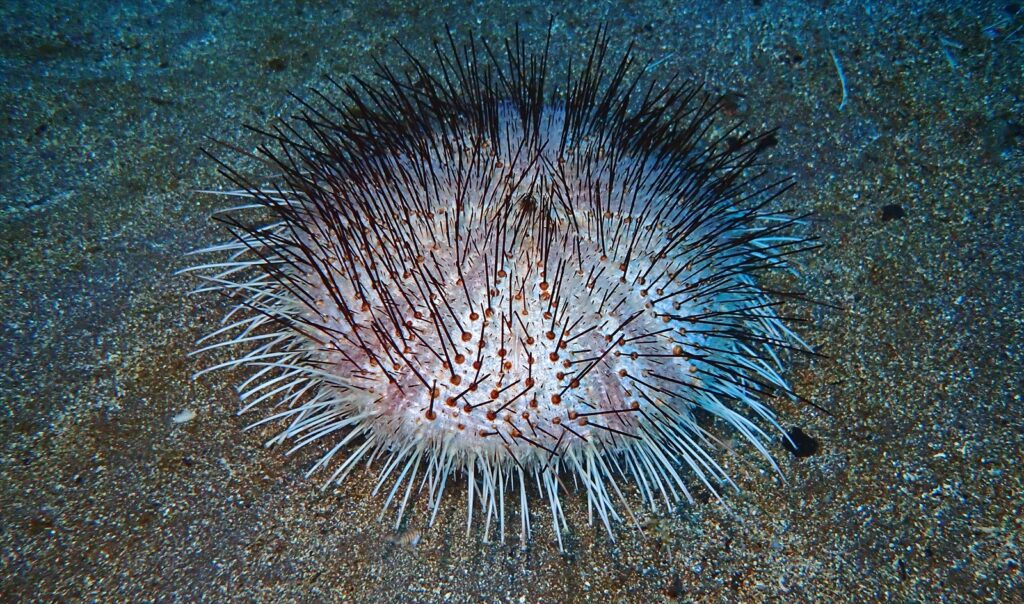 オーストンフクロウニ