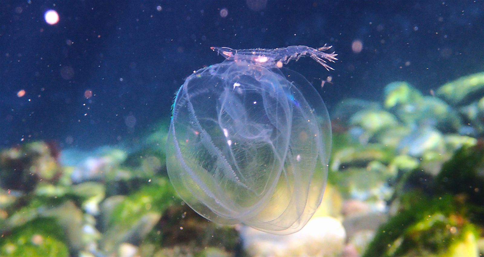 クラゲに同居するエビ