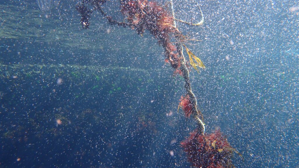 カイアシ類／コペポーダ