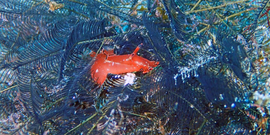 クロヘリアメフラシ