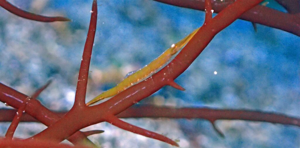 ヒラツノモエビ？