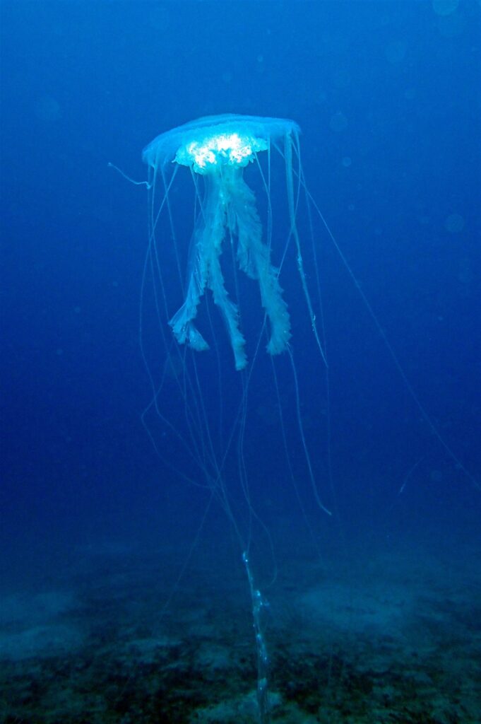 アマクサクラゲ