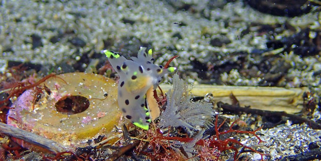 ツノザヤウミウシ