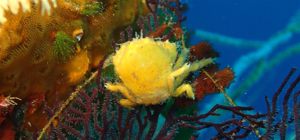 カイカムリ／カニ