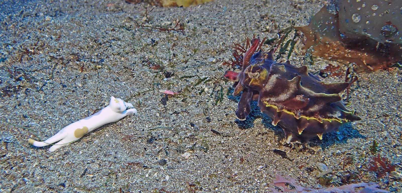 ハナイカ＆猫村さん
