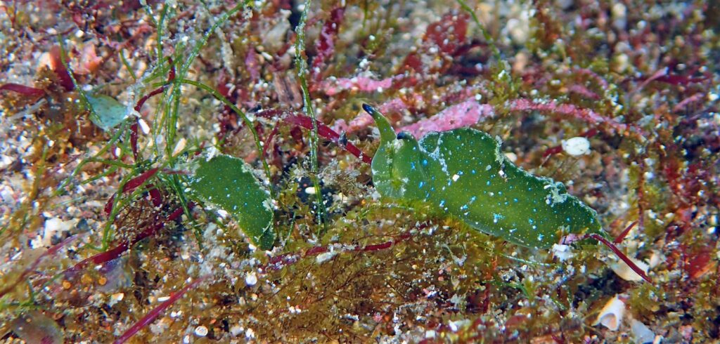 ゴクラクミドリガイ