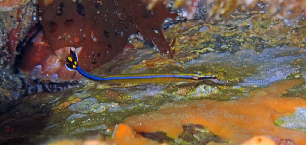 ノコギリヨウジ