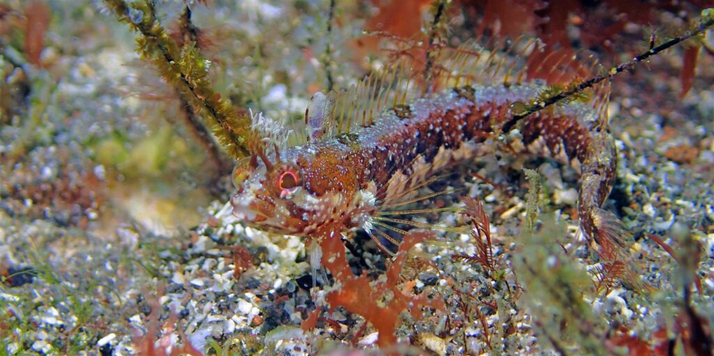 アライソコケギンポ