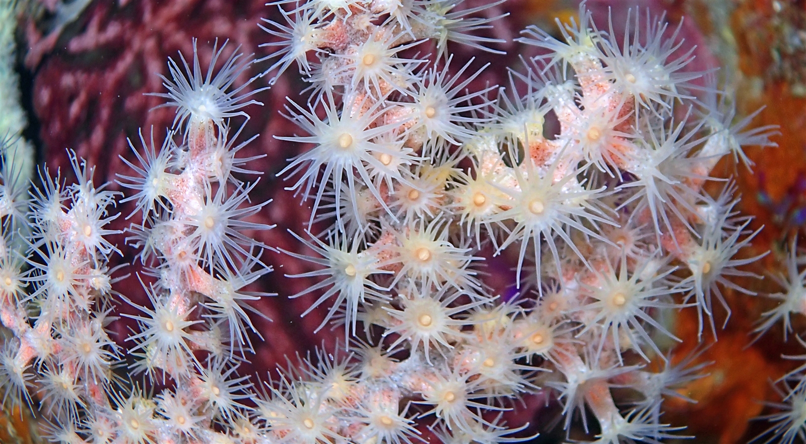 センナリスナギンチャク