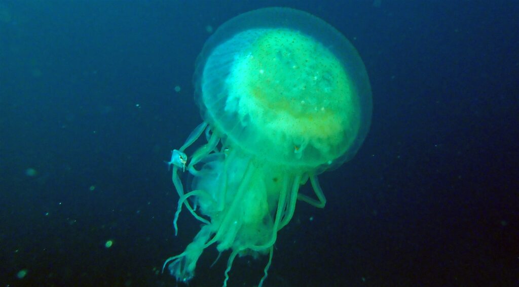 クラゲ＆アジ種共生