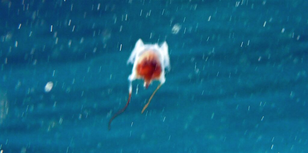 羽をひらひらと泳ぎ回るカメガイ／１㎝貝