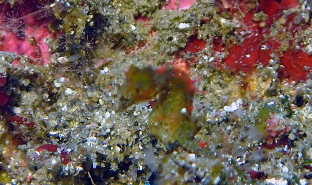 ハチジョウタツ