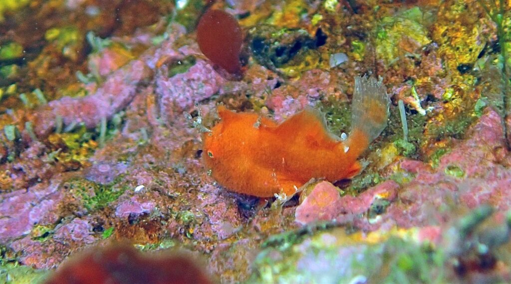 エナガカエルアンコウ