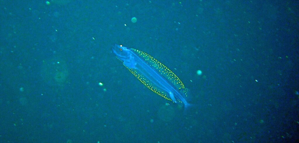 ホテイエソ幼魚