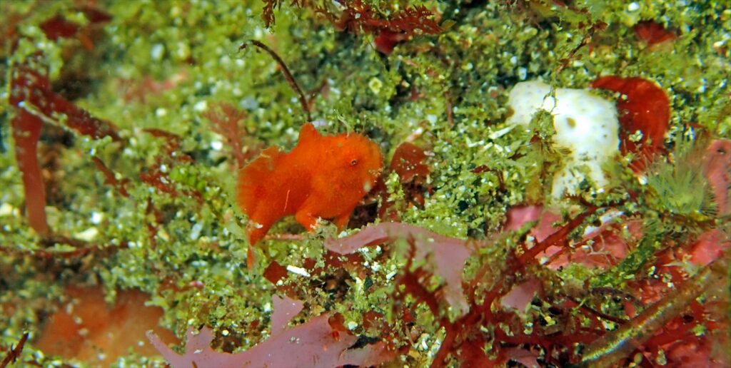 エナガカエルアンコウ