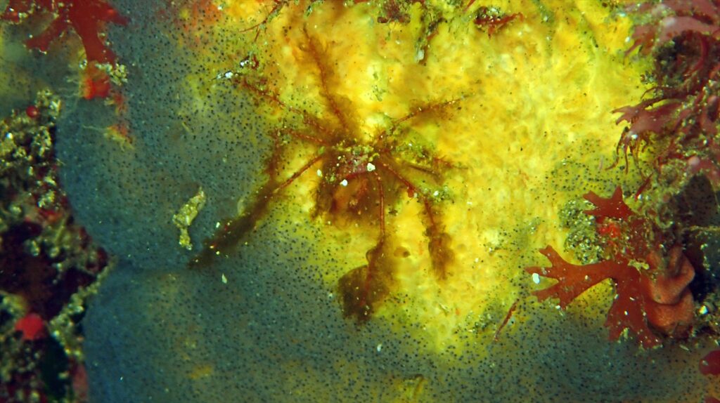 オラウータンクラブ