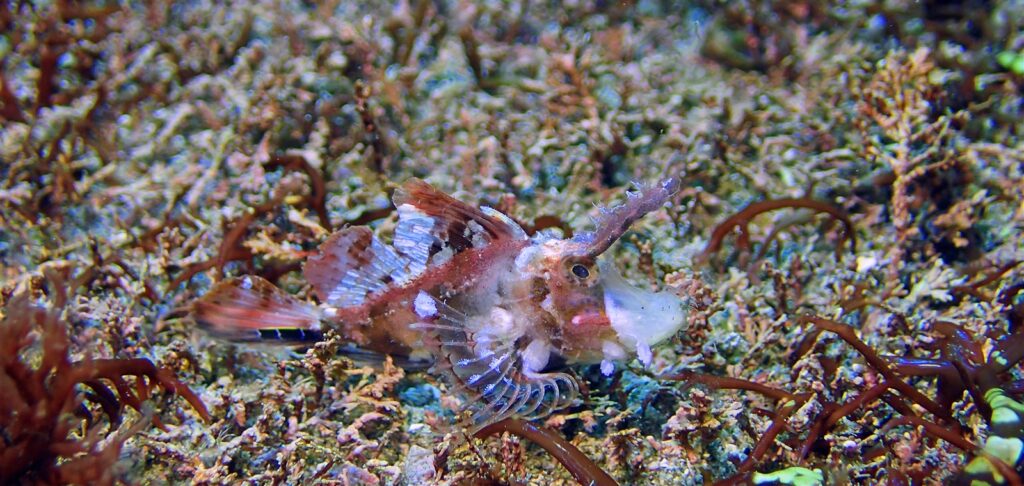 イトヒキカサゴ