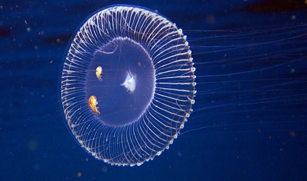 オワンクラゲ&ウミノミ