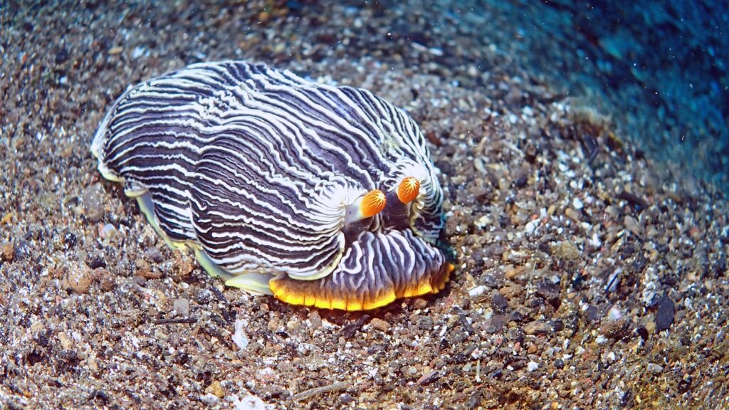 ダイオウタテジマウミウシ