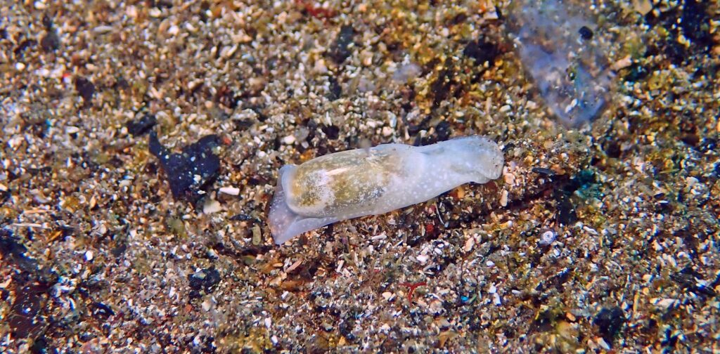 カイコガイダマシ