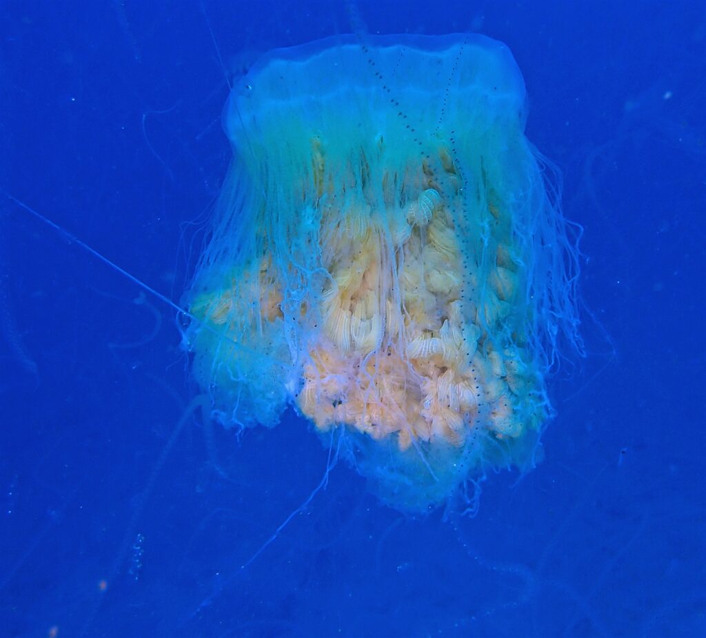 ユウレイクラゲ 