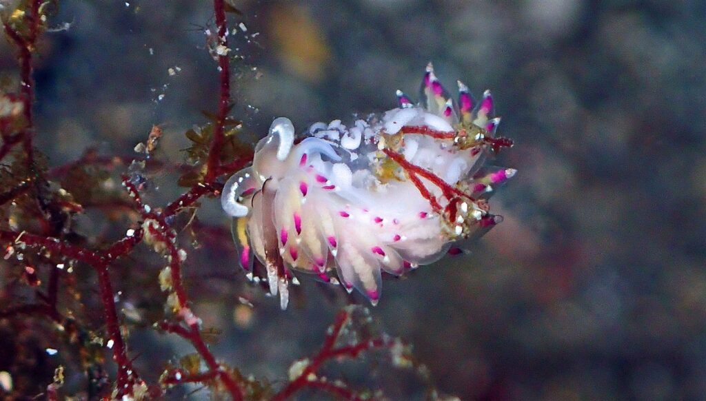 トモエミノウミウシ