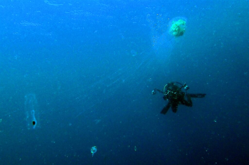 ユウレイクラゲ