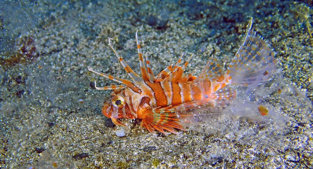 セトミノカサゴ