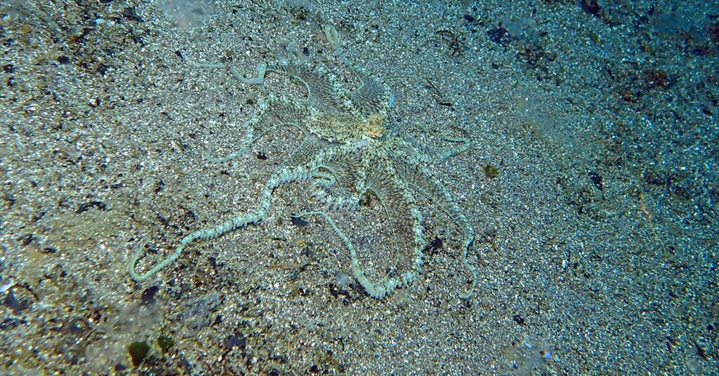 ホワイトVオクトパス