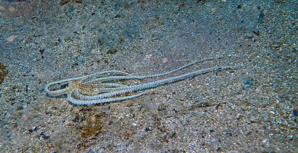 ホワイトVオクトパス