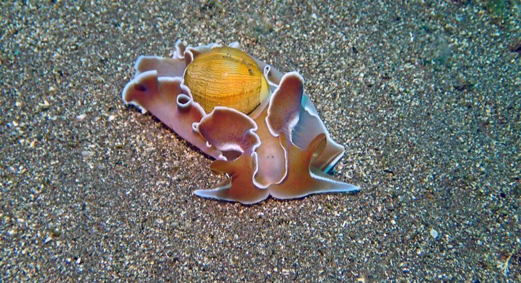 ヒメヤカタガイ