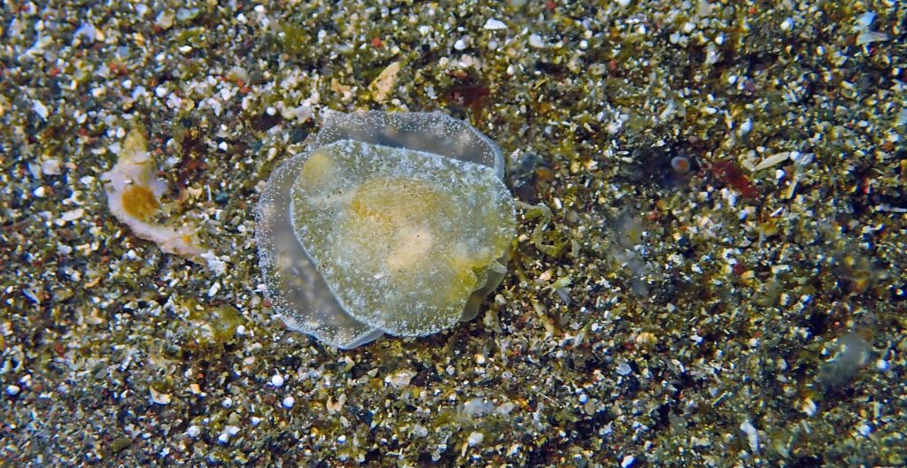 フシエラガイ種