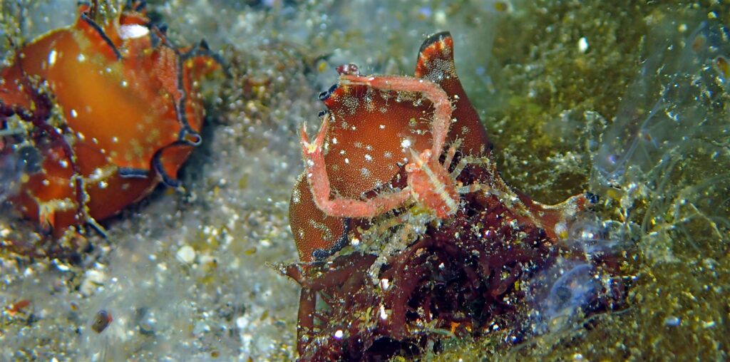トウヨウコシオリエビ