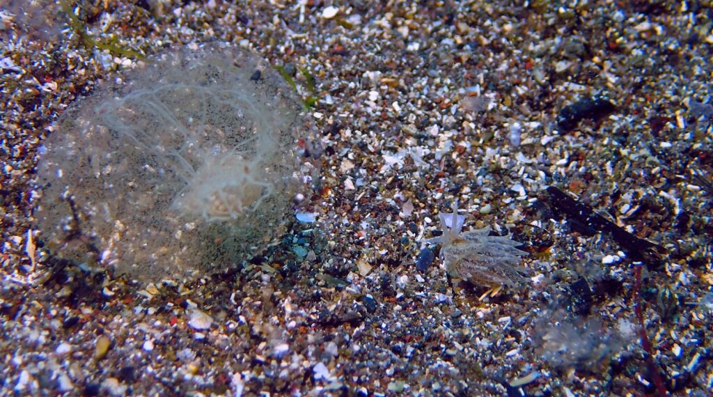 オオアリモウミウシ