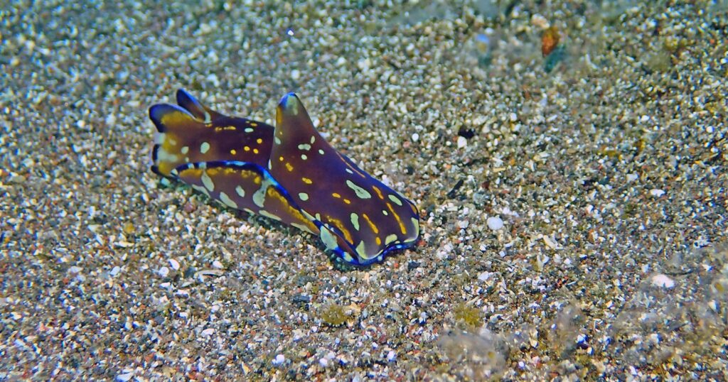 カラスキセワタガイ