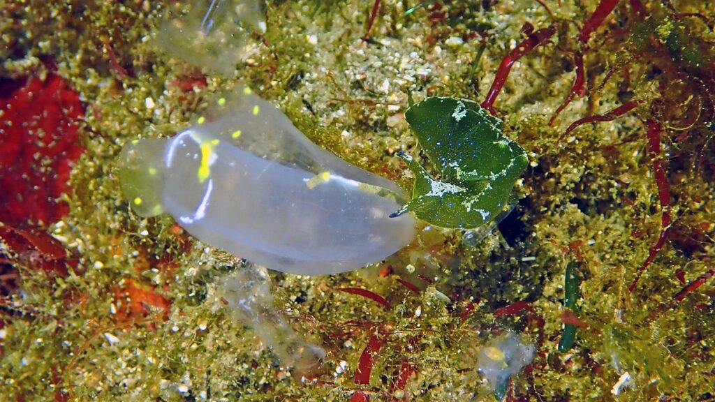 アオボシミドリガイ